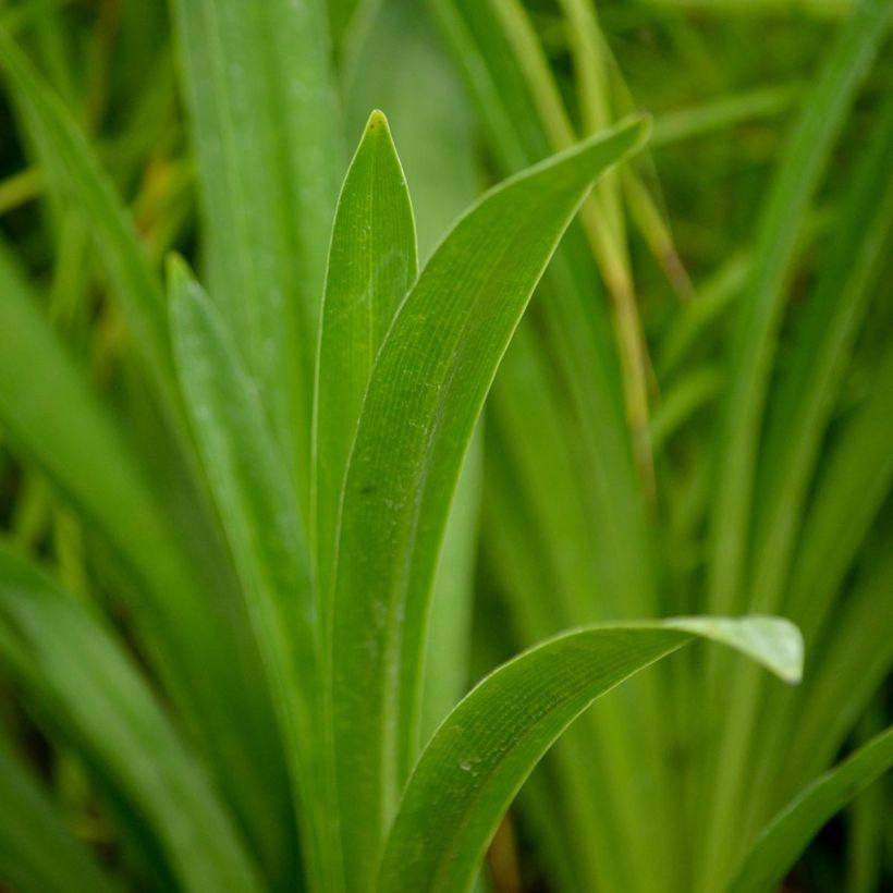 Agapanthus inapertus Nigrescens - Schmucklilie (Foliage)