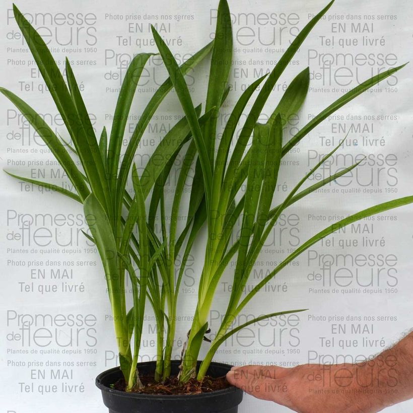 Example of Agapanthus inapertus Nigrescens - Schmucklilie Topf mit 2L/3L as you get