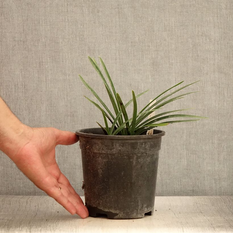 Example of Agapanthus Back in Black - Schmucklilie Topf mit 2L/3L as you get in ete