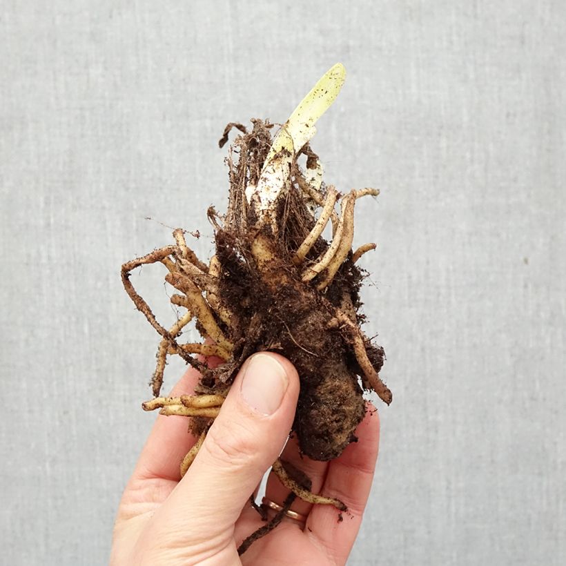 Exemplar von Agapanthus Back in Black - Schmucklilie Wurzelnackt wie im Winter geliefert