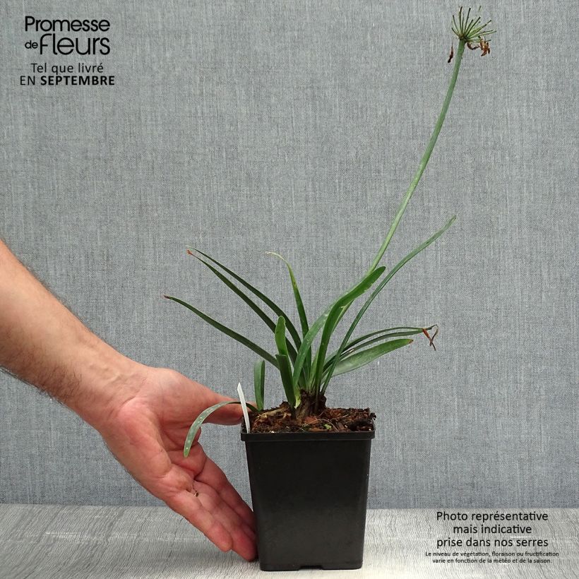 Example of Agapanthus Black Buddhist - Schmucklilie Kleine Töpfe von 8/9 cm as you get in automne