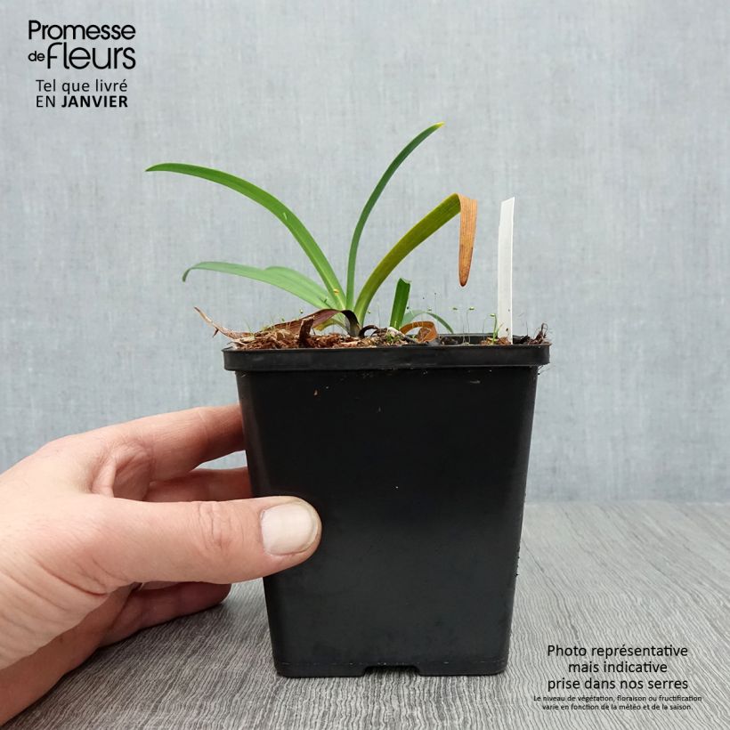 Exemplar von Agapanthus Black Buddhist - Schmucklilie Kleine Töpfe von 8/9 cm wie im Winter geliefert