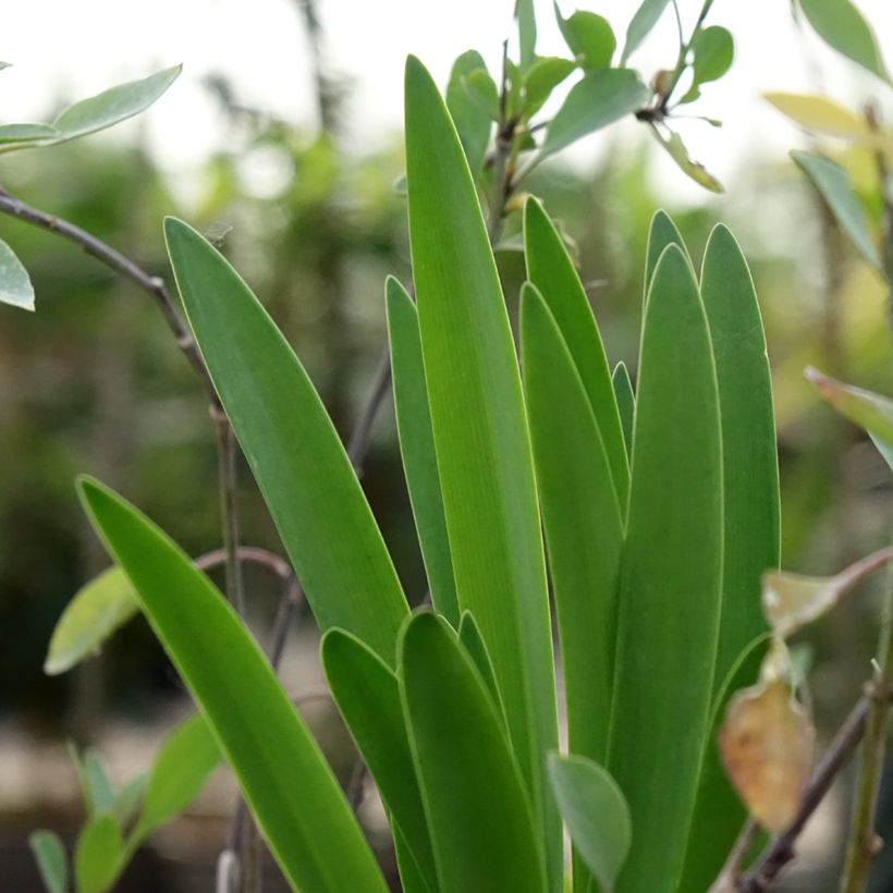 Agapanthus Black Buddhist - Schmucklilie (Foliage)