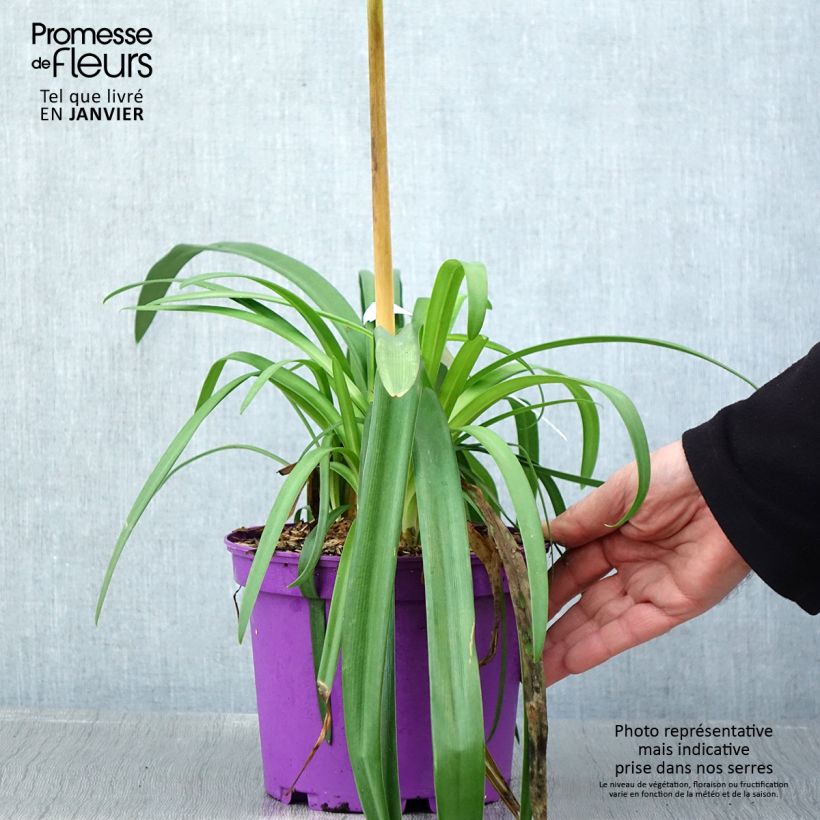 Example of Agapanthus Black Jack - Schmucklilie Topf mit 1,5L/2L as you get in hiver