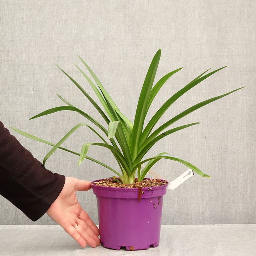Exemplar von Agapanthus Black Jack - Schmucklilie Topf mit 3L/4L wie im Herbst geliefert