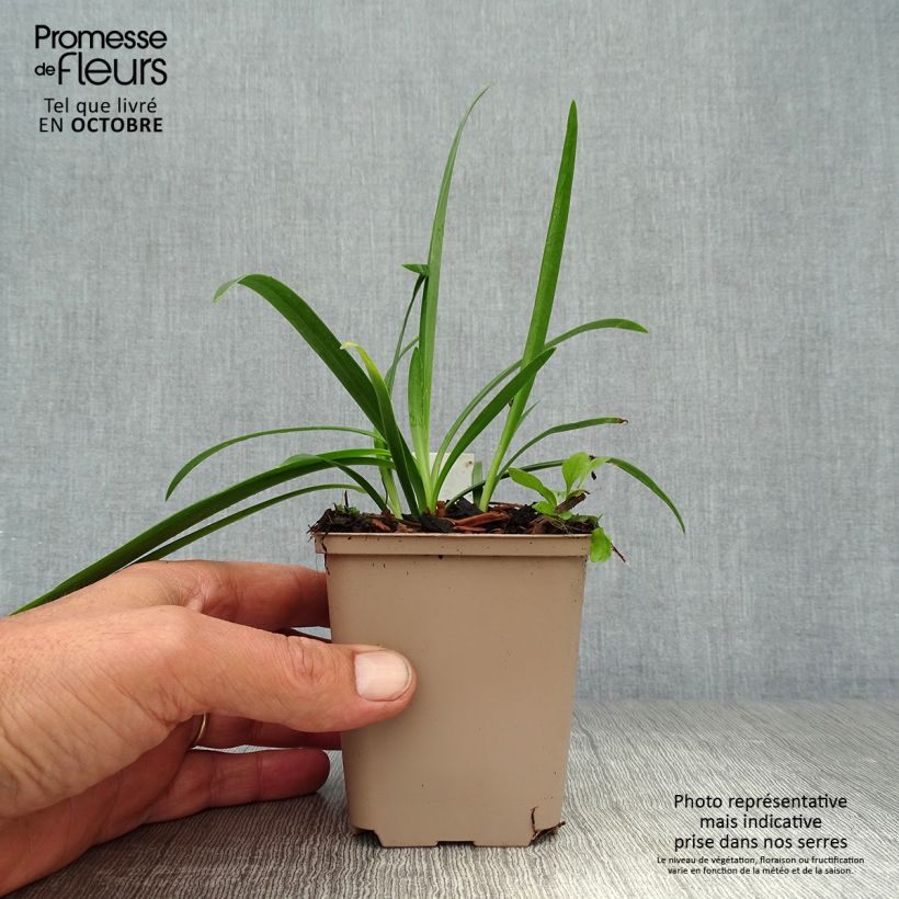 Example of Agapanthus inapertus subsp. pendulus Black Magic - Schmucklilie Kleine Töpfe von 8/9 cm as you get in automne