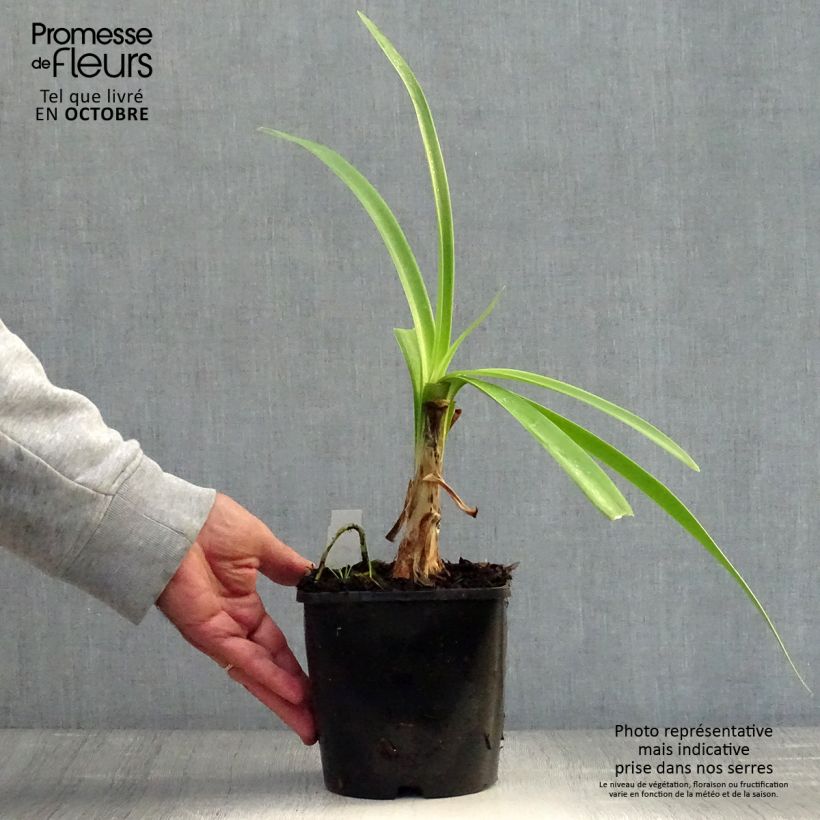 Example of Agapanthus inapertus subsp. pendulus Black Magic - Schmucklilie Topf mit 2L/3L as you get in automne
