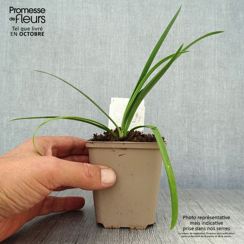 Example of Agapanthus Black Pantha - Schmucklilie Kleine Töpfe von 8/9 cm as you get in automne