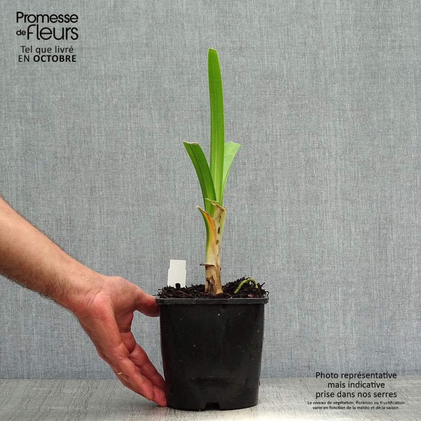 Example of Agapanthus Black Pantha - Schmucklilie Topf mit 2L/3L as you get in automne