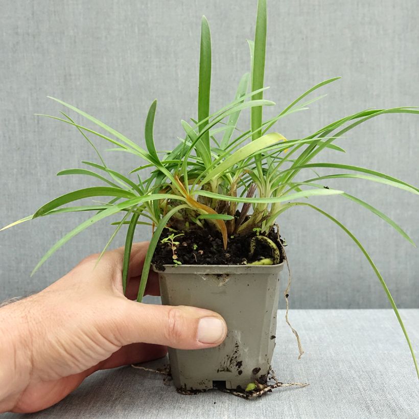 Exemplar von Agapanthus Blue Baby - Schmucklilie Kleine Töpfe von 8/9 cm wie im Herbst geliefert
