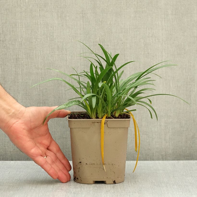 Exemplar von Agapanthus Blue Baby - Schmucklilie Topf mit 2L/3L wie im Herbst geliefert