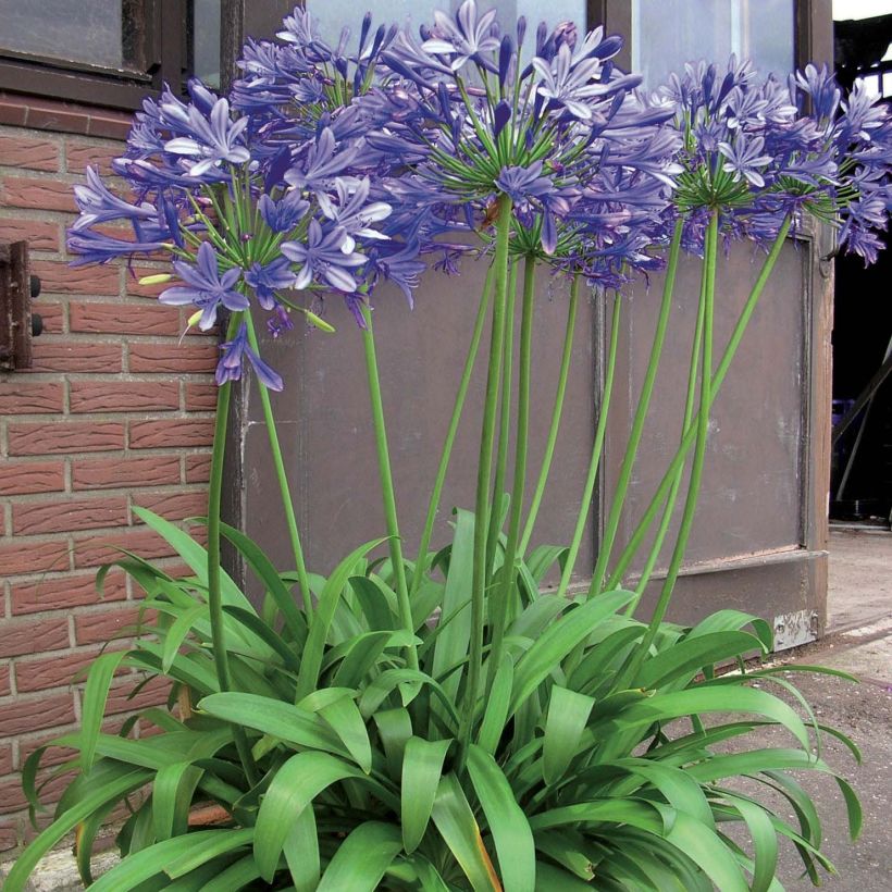Agapanthus Blue Giant - Schmucklilie (Plant habit)