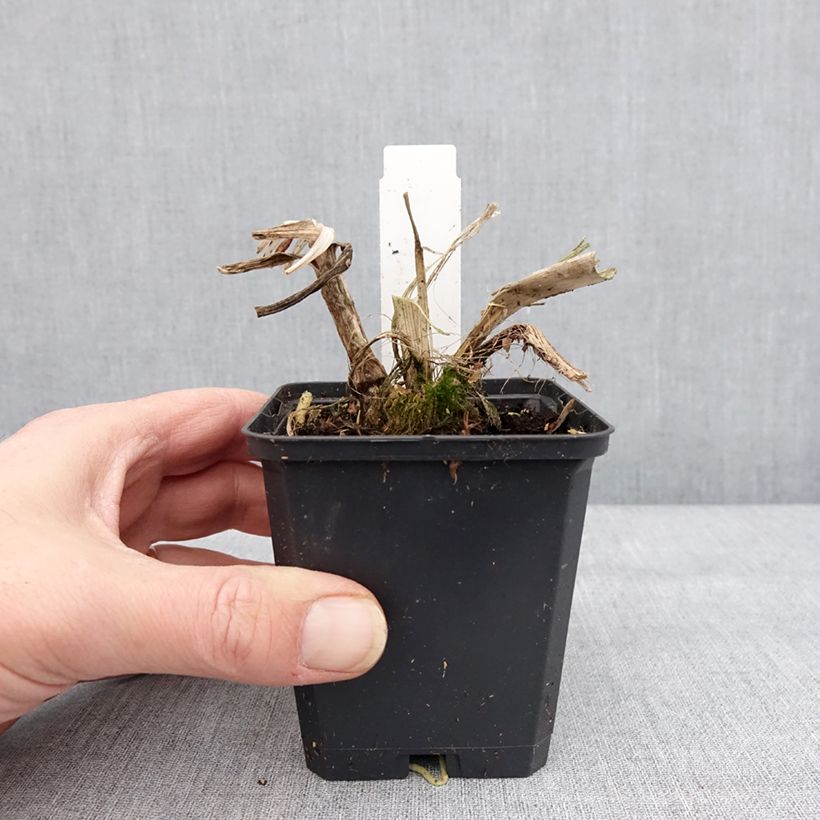 Example of Agapanthus Blue Giant - Schmucklilie Kleine Töpfe von 8/9 cm as you get in hiver