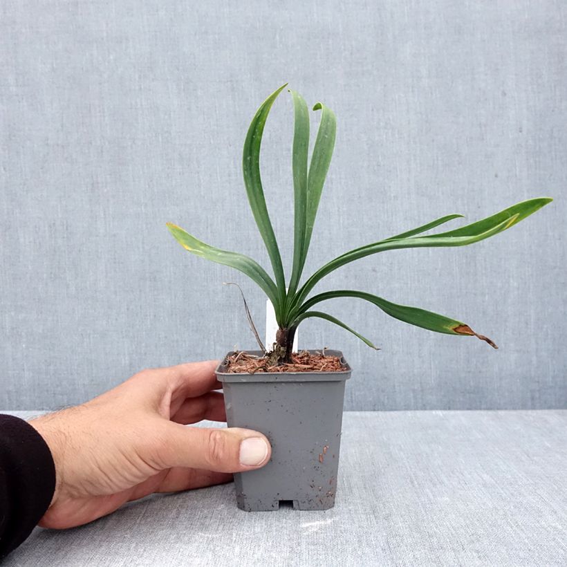 Exemplar von Agapanthus Blue Giant - Schmucklilie Kleine Töpfe von 8/9 cm wie im Herbst geliefert