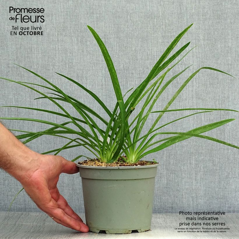 Example of Agapanthus Blue Heaven - Schmucklilie Topf mit 2L/3L as you get in automne