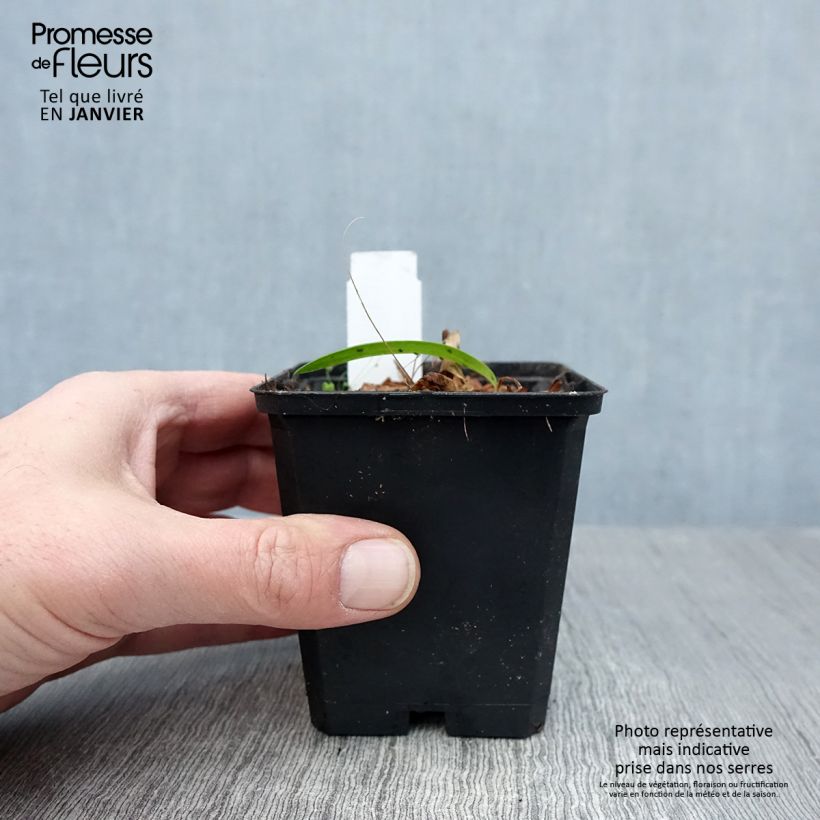 Exemplar von Agapanthus Blue Triumphator - Schmucklilie Kleine Töpfe von 8/9 cm wie im Winter geliefert