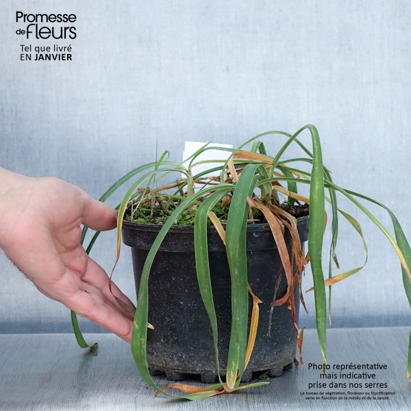 Exemplar von Agapanthus Blue Triumphator - Schmucklilie Topf mit 2L/3L wie im Winter geliefert