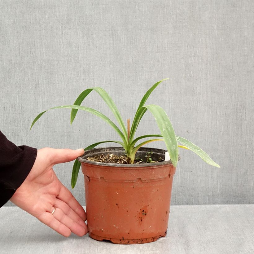 Exemplar von Agapanthus Blue Triumphator - Schmucklilie Topf mit 2L/3L wie im Herbst geliefert