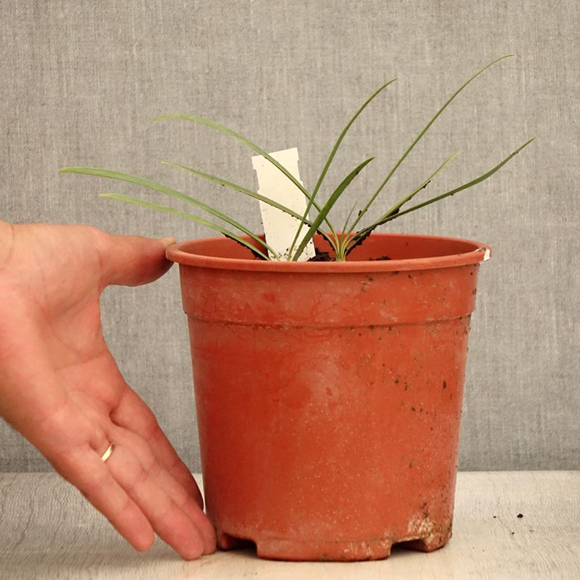Example of Agapanthus Blue Velvet - Schmucklilie Topf mit 2L/3L as you get in ete