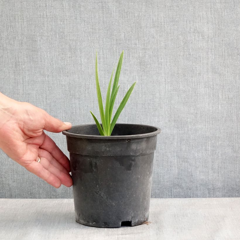 Exemplar von Agapanthus Blue Velvet - Schmucklilie Topf mit 2L/3L wie im Frühjahr geliefert