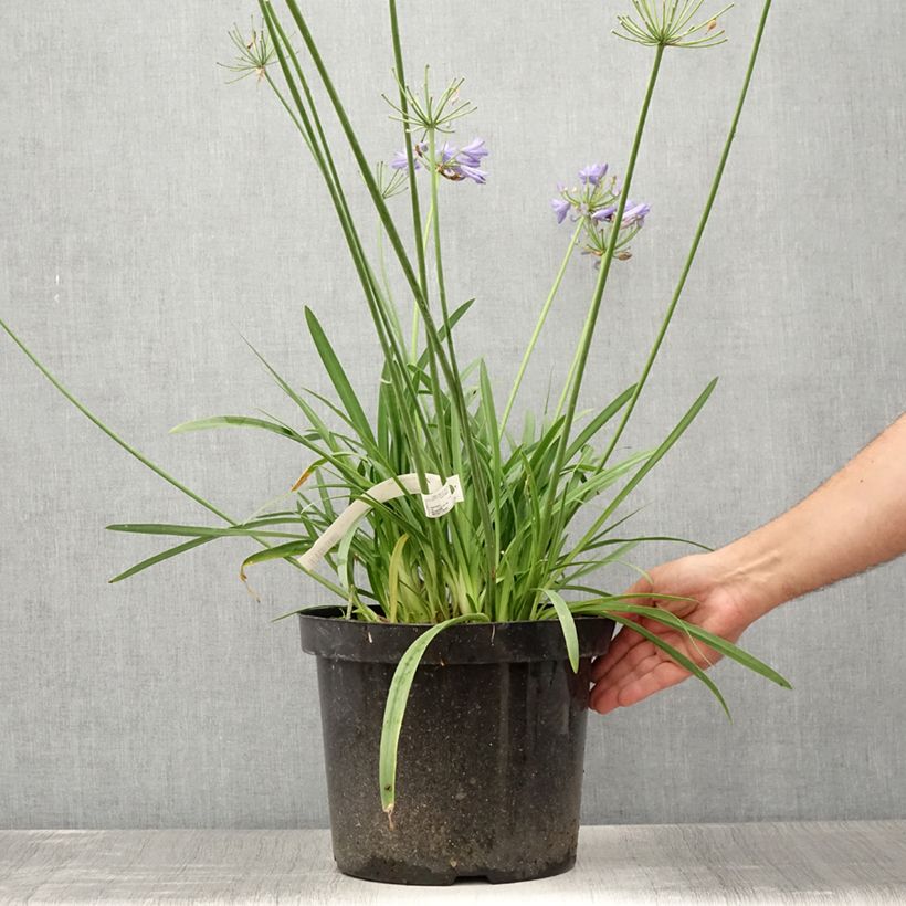 Example of Agapanthus Bluestorm - Schmucklilie Topf mit 7,5L/10L as you get in ete