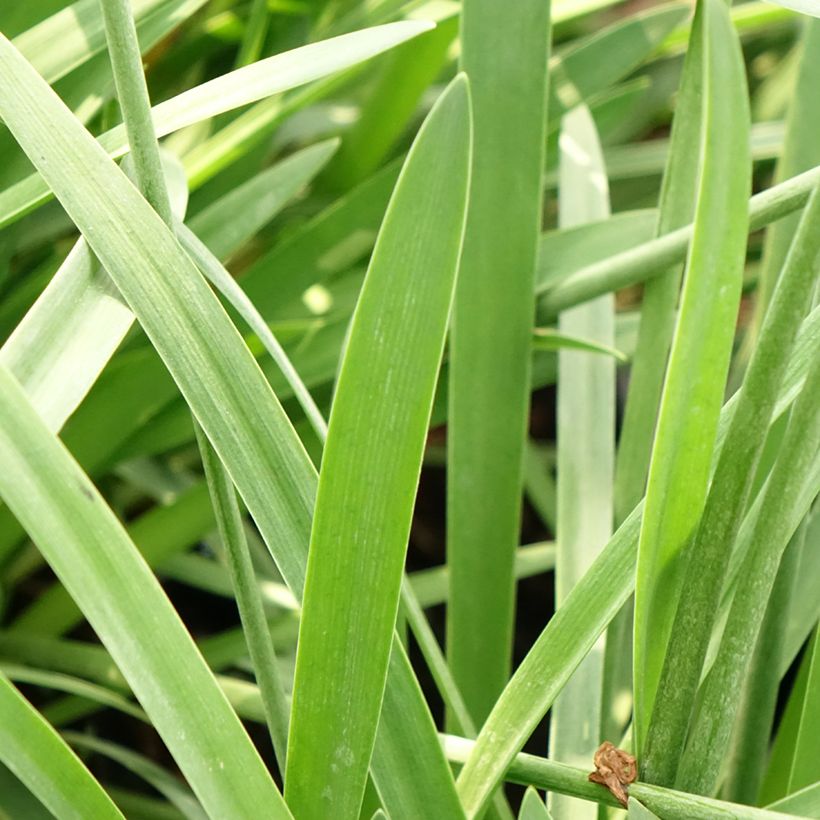 Agapanthus Bluestorm - Schmucklilie (Foliage)