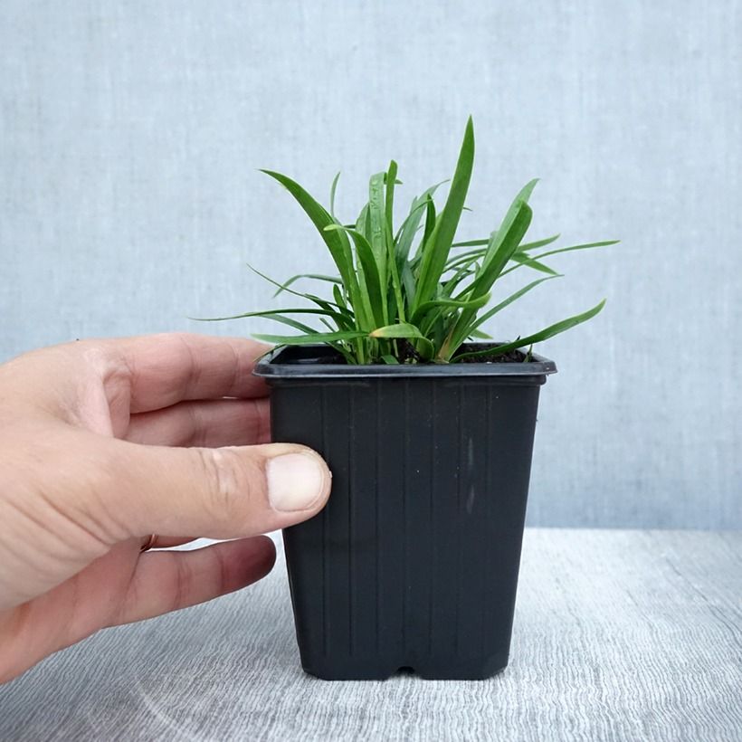 Example of Agapanthus  Blush Pink - Schmucklilie Kleine Töpfe von 8/9 cm as you get in automne