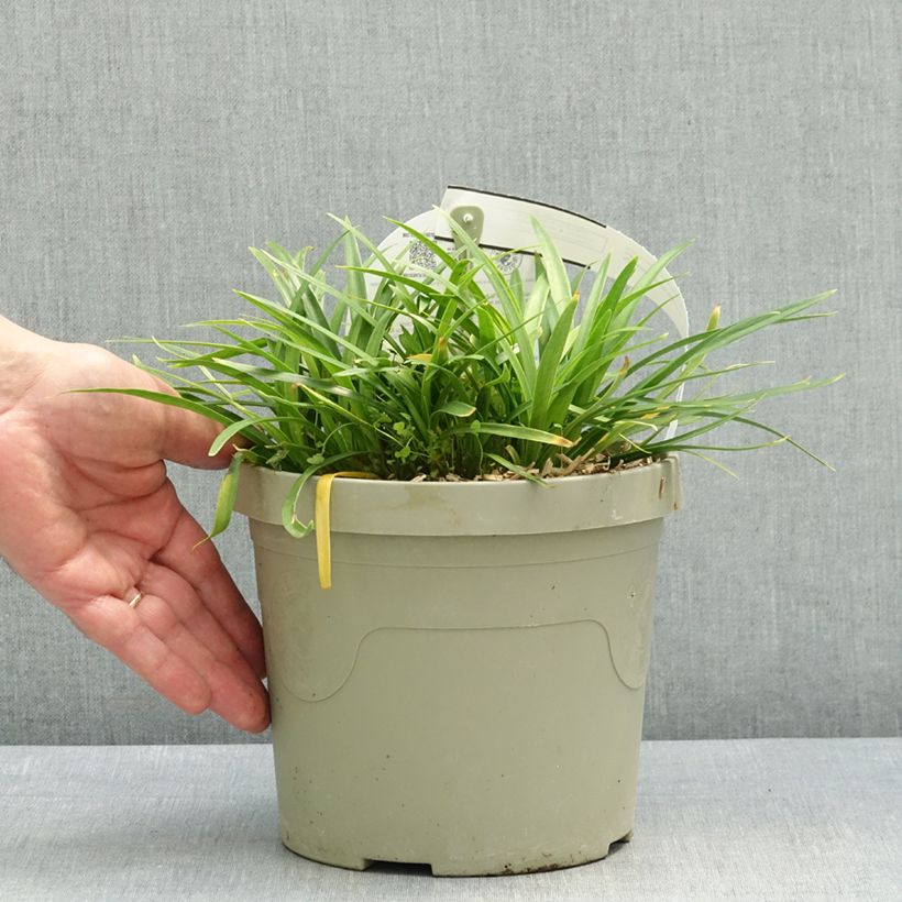 Exemplar von Agapanthe Blush Pink Pot de 3L/4L wie im Frühjahr geliefert