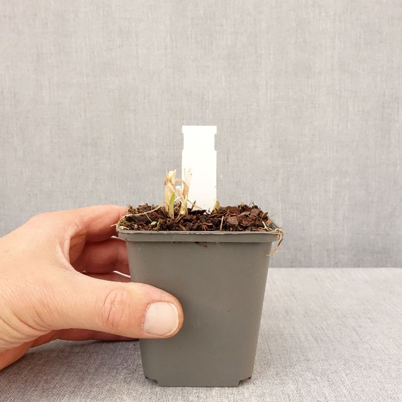 Exemplar von Agapanthus campanulatus var albidus - Schmucklilie Kleine Töpfe von 8/9 cm wie im Frühjahr geliefert