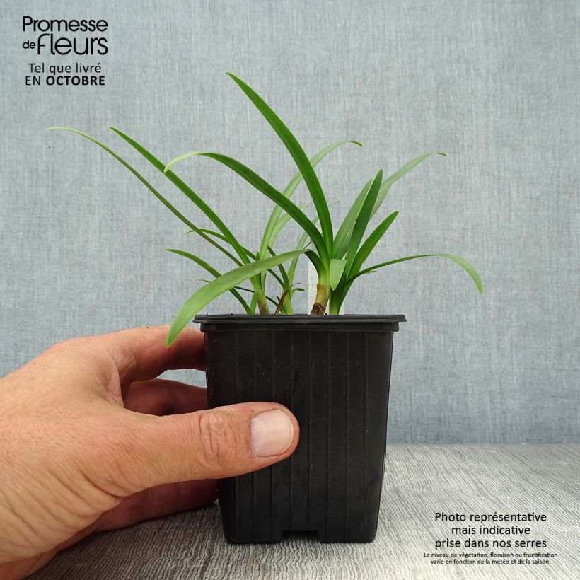 Example of Agapanthus Charlotte - Schmucklilie Kleine Töpfe von 8/9 cm as you get in automne