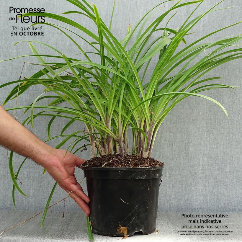 Example of Agapanthus Docteur Brouwer - Schmucklilie Topf mit 4L/5L as you get in automne