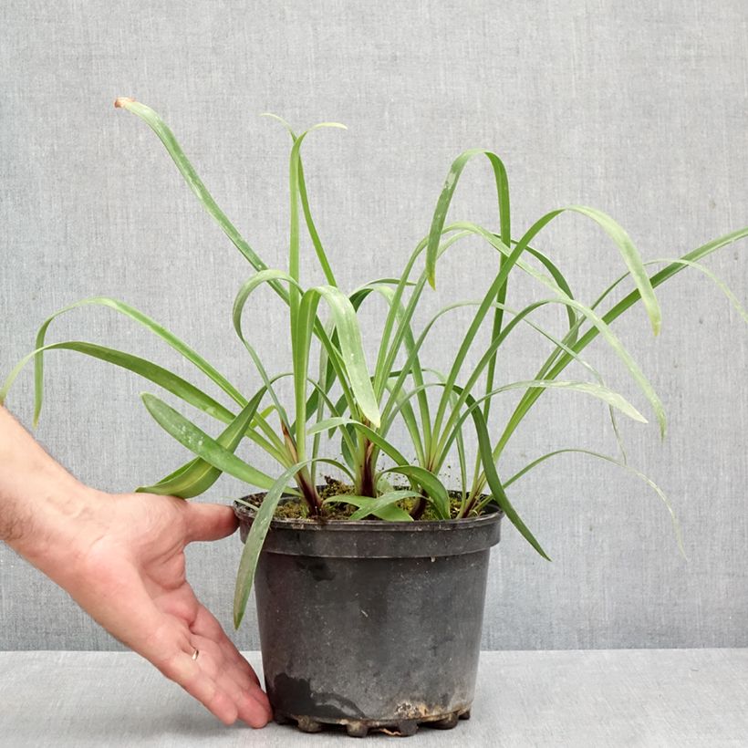 Exemplar von Agapanthus Docteur Brouwer - Schmucklilie Topf mit 2L/3L wie im Herbst geliefert