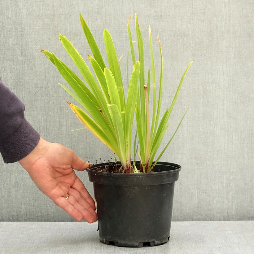 Exemplar von Agapanthe Docteur Brouwer Pot de 2L/3L wie im Sommer geliefert