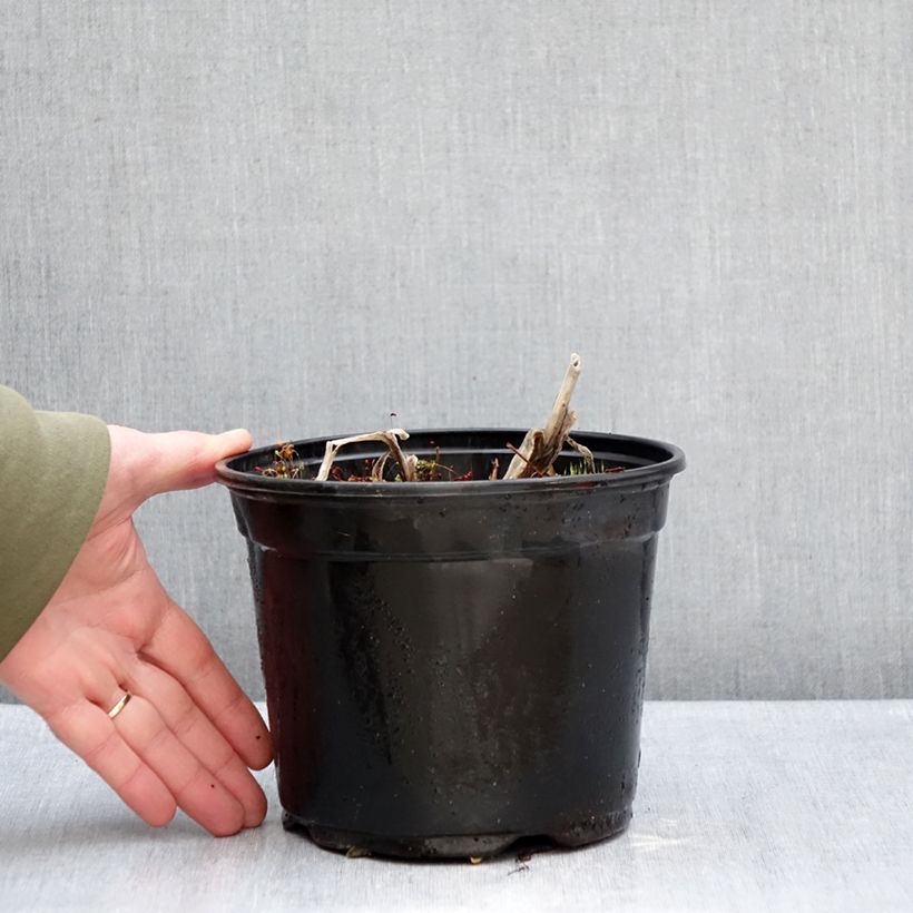 Exemplar von Agapanthus Docteur Brouwer - Schmucklilie Topf mit 2L/3L wie im Winter geliefert