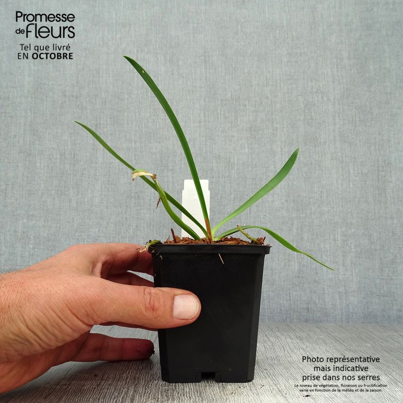 Example of Agapanthus Donau - Schmucklilie Kleine Töpfe von 8/9 cm as you get in automne