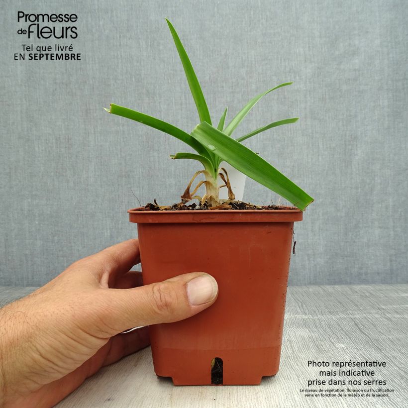 Example of Agapanthus Enigma - Schmucklilie Topf mit 1L/1,5L as you get in automne