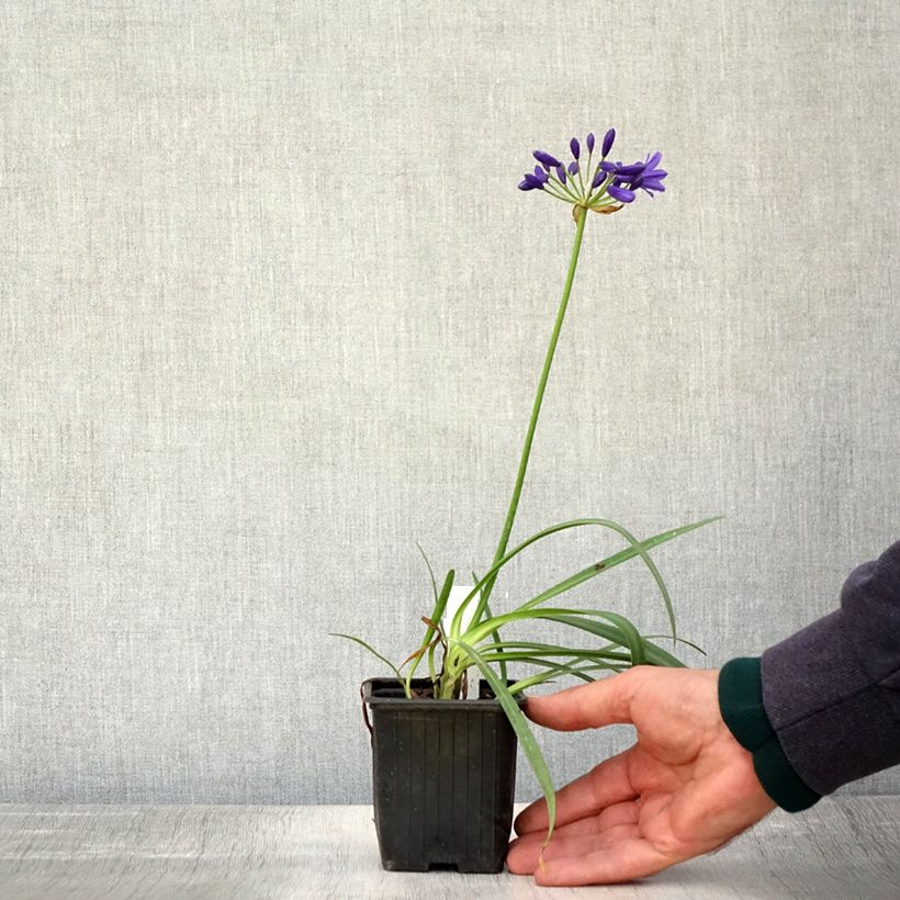Example of Agapanthus Flower of Love - Schmucklilie Kleine Töpfe von 8/9 cm as you get in automne