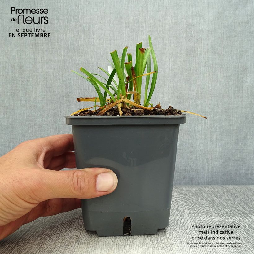 Example of Agapanthus Flower of Love - Schmucklilie Topf mit 1L/1,5L as you get in automne