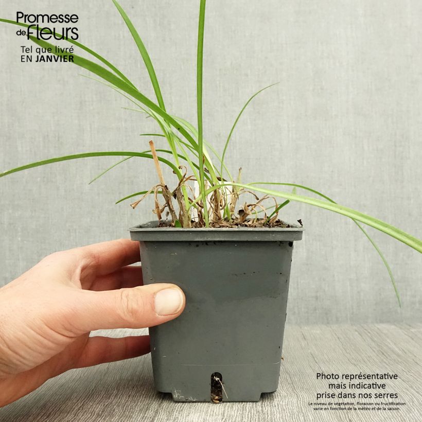 Exemplar von Agapanthus Flower of Love - Schmucklilie Topf mit 1L/1,5L wie im Winter geliefert