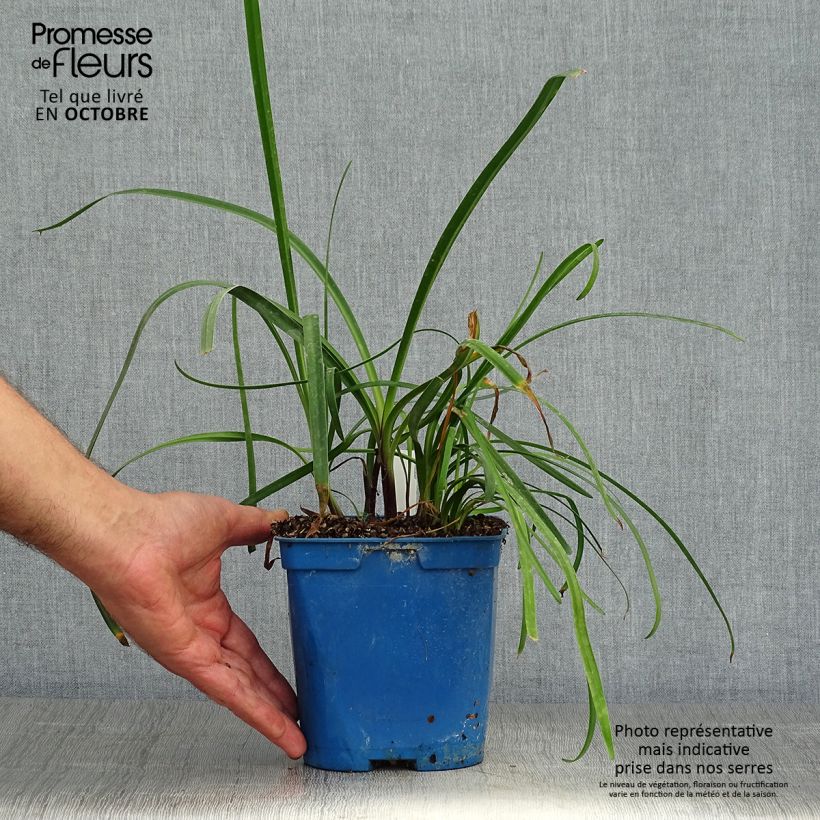 Example of Agapanthus Glacier Stream - Schmucklilie Topf mit 2L/3L as you get in automne