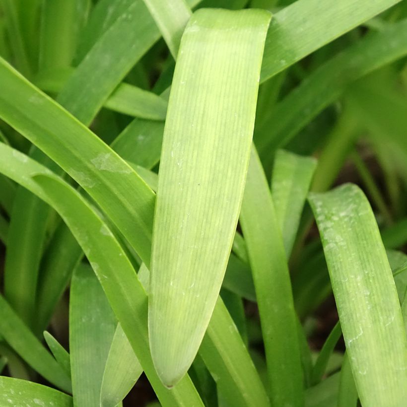 Agapanthus Glacier Stream - Schmucklilie (Foliage)