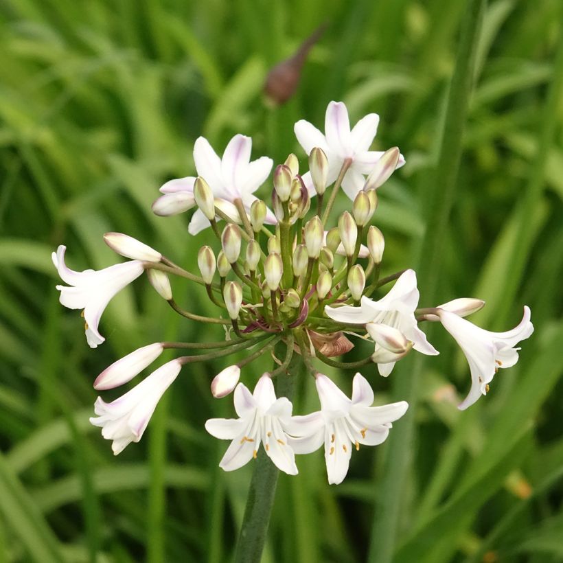 Agapanthus Glacier Stream - Schmucklilie (Flowering)