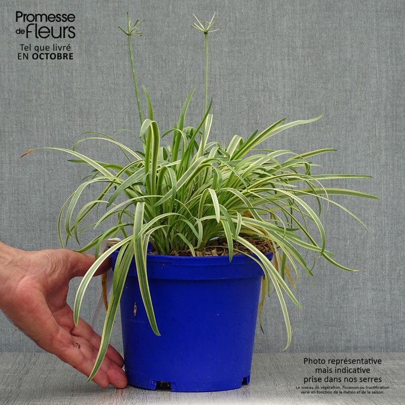 Example of Agapanthus Golden Drop - Schmucklilie Topf mit 2L/3L as you get in automne