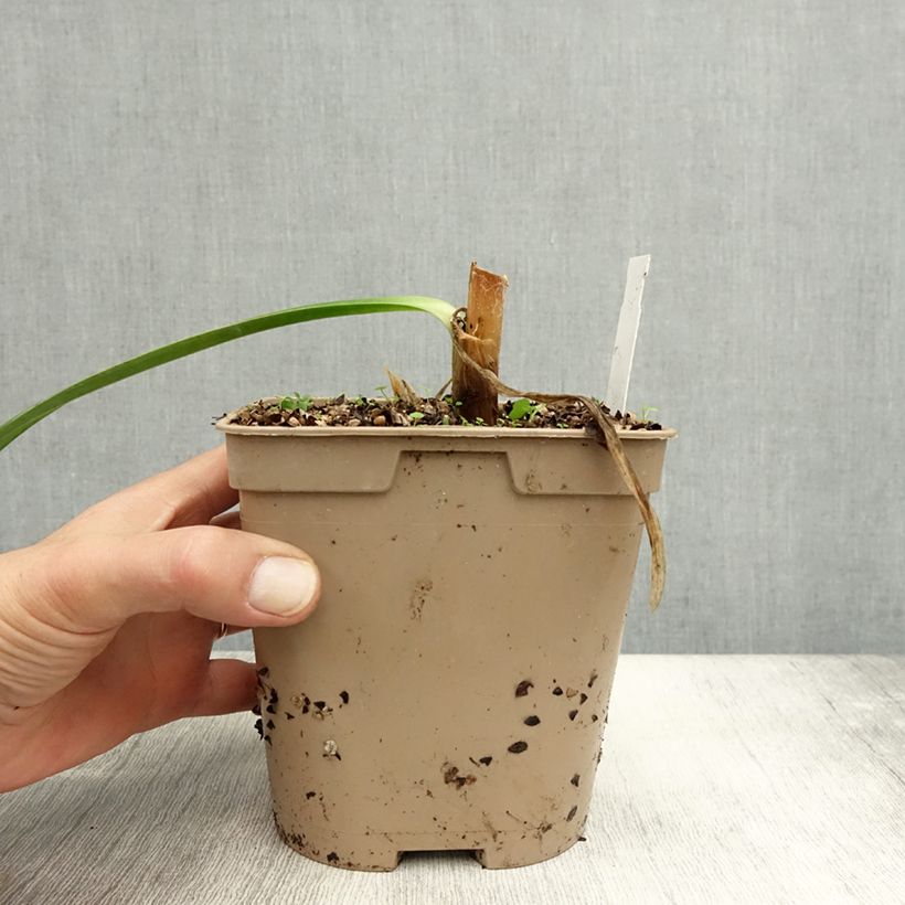Example of Agapanthus Graphite Blue - Schmucklilie Topf mit 2L/3L as you get in automne