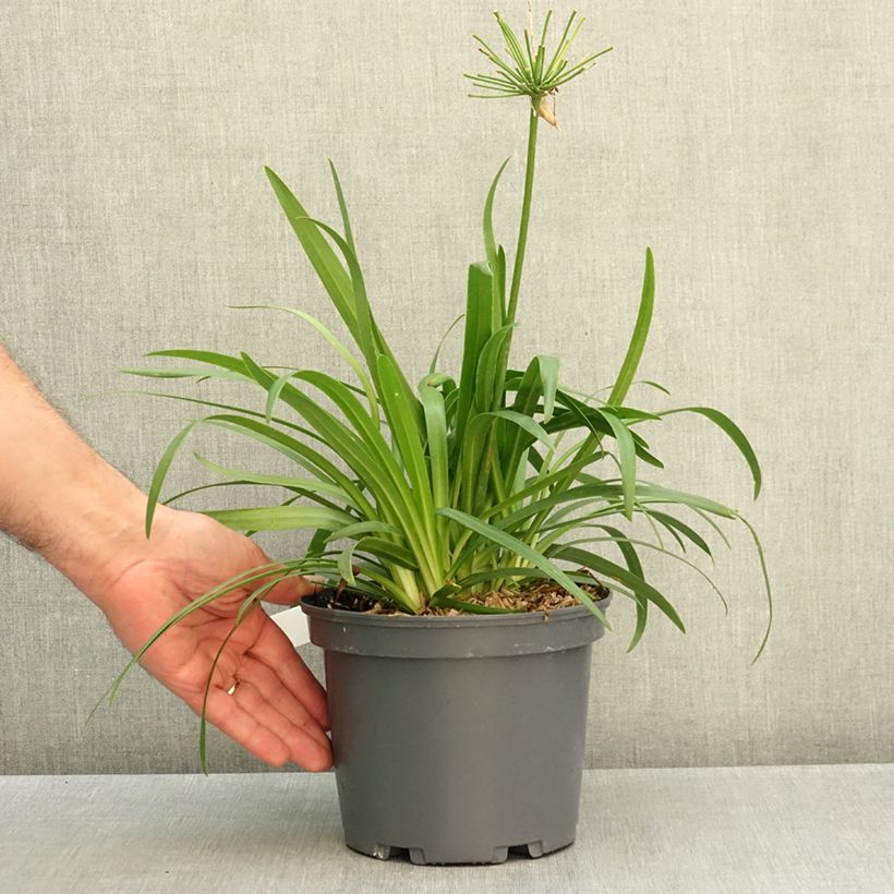 Exemplar von Agapanthus Ever White - Schmucklilie Topf mit 3L/4L wie im Herbst geliefert