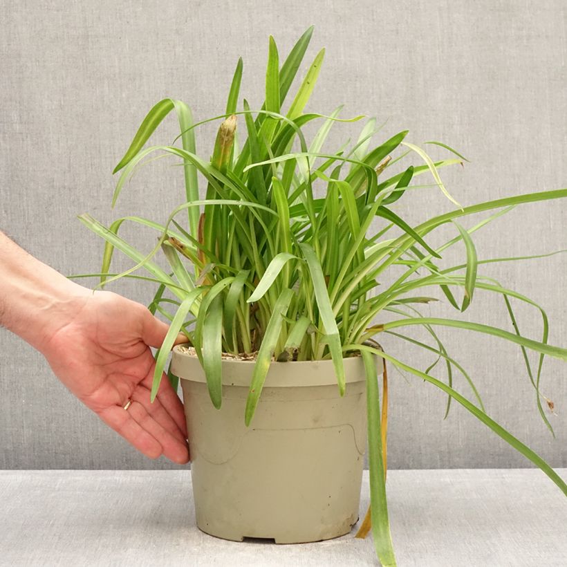 Exemplar von Agapanthus Ever White - Schmucklilie Topf mit 3L/4L wie im Winter geliefert