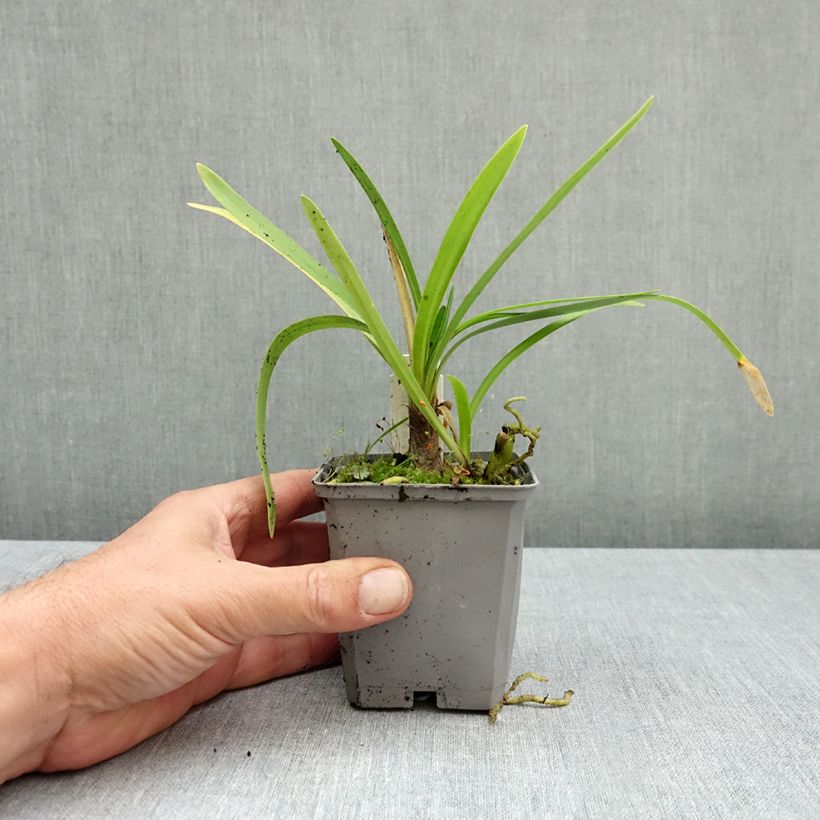 Exemplar von Agapanthus Fireworks - Schmucklilie Kleine Töpfe von 8/9 cm wie im Herbst geliefert