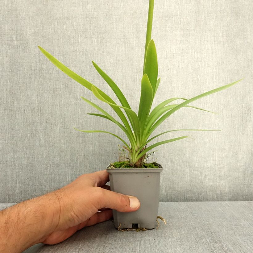 Exemplar von Agapanthus Fireworks - Schmucklilie Kleine Töpfe von 8/9 cm wie im Sommer geliefert