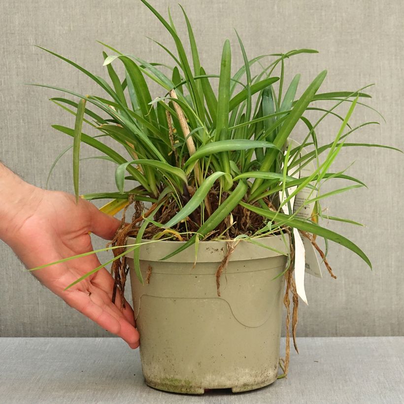 Exemplar von Agapanthus Poppin’ Purple - Schmucklilie Topf mit 3L/4L wie im Herbst geliefert