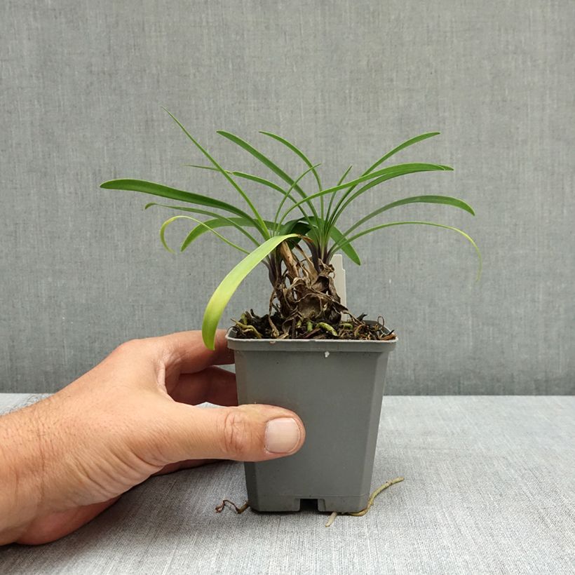 Exemplar von Agapanthus Poppin’ Star - Schmucklilie Kleine Töpfe von 8/9 cm wie im Sommer geliefert